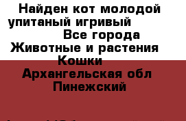 Найден кот,молодой упитаный игривый 12.03.2017 - Все города Животные и растения » Кошки   . Архангельская обл.,Пинежский 